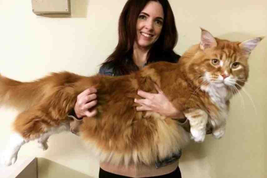 omar, maine, coon